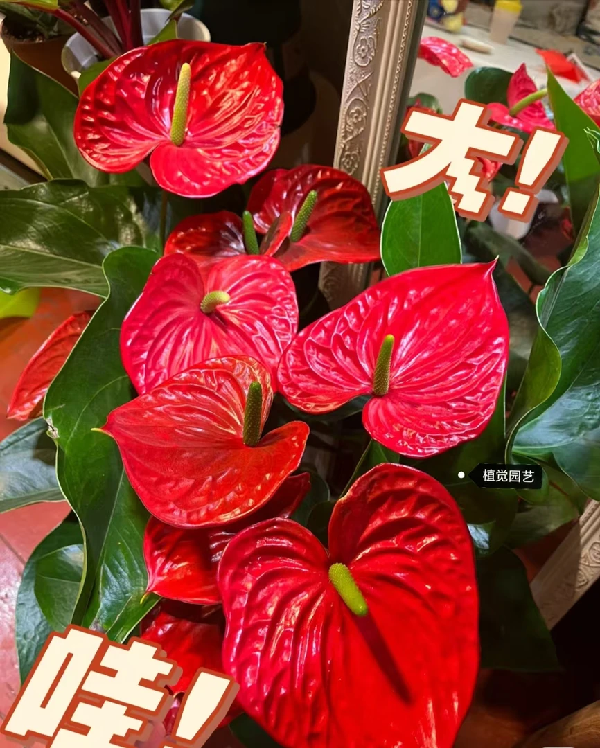 水培土培红掌盆栽带花办公室室内好养易活四季开花