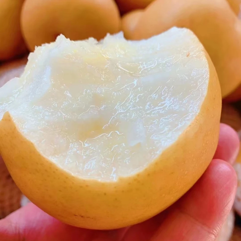 桐柏月河圆黄梨 爆汁蜜甜  新鲜现摘 5斤礼盒