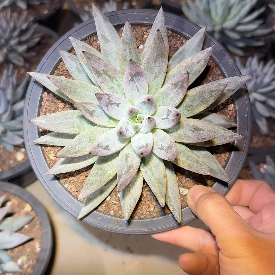 魔爪单头15公分。