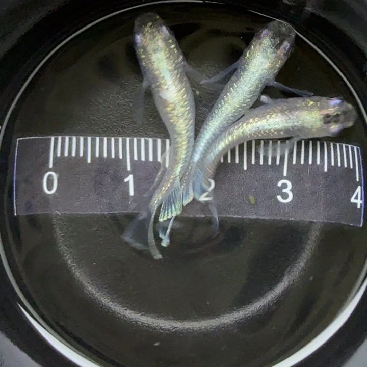 青鳉鱼体外光礼服33号