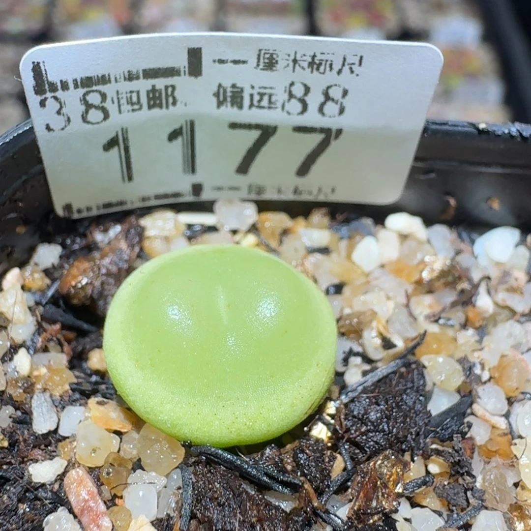 zzzz生石花肉锥1177