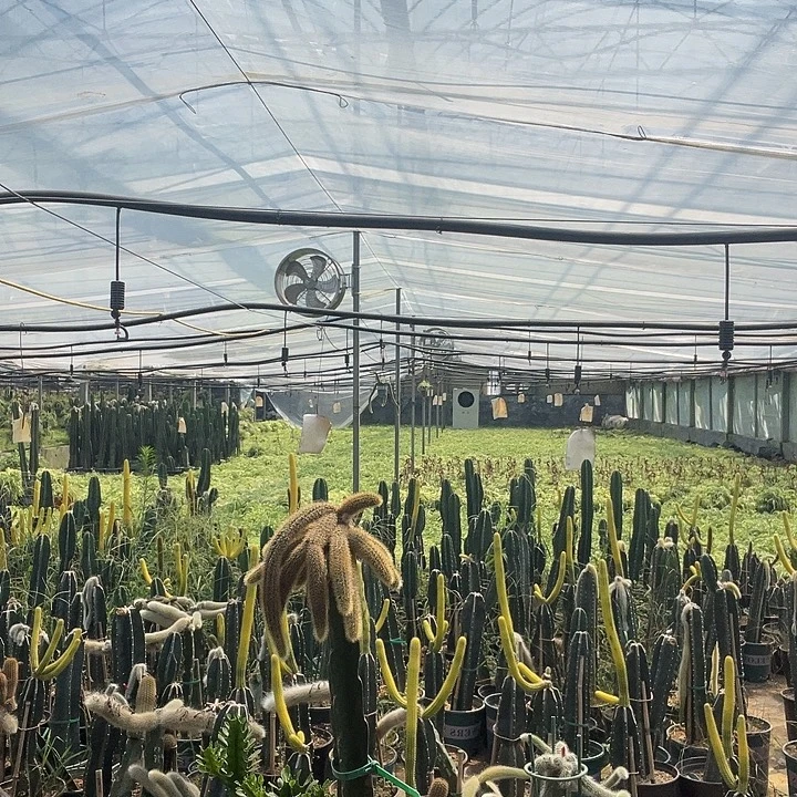 珠***子完全开放而你听体检