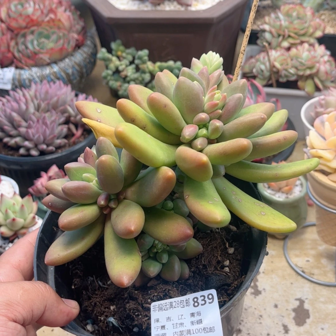 【闪购商品】839芒果奶