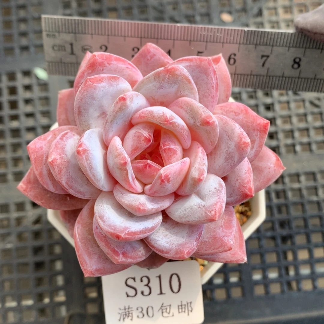 310。糖心星影橙。多肉