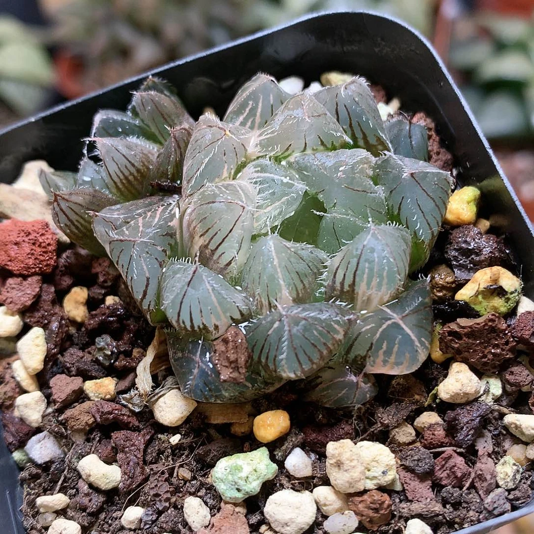 白赤线玉露锦带盆土发货