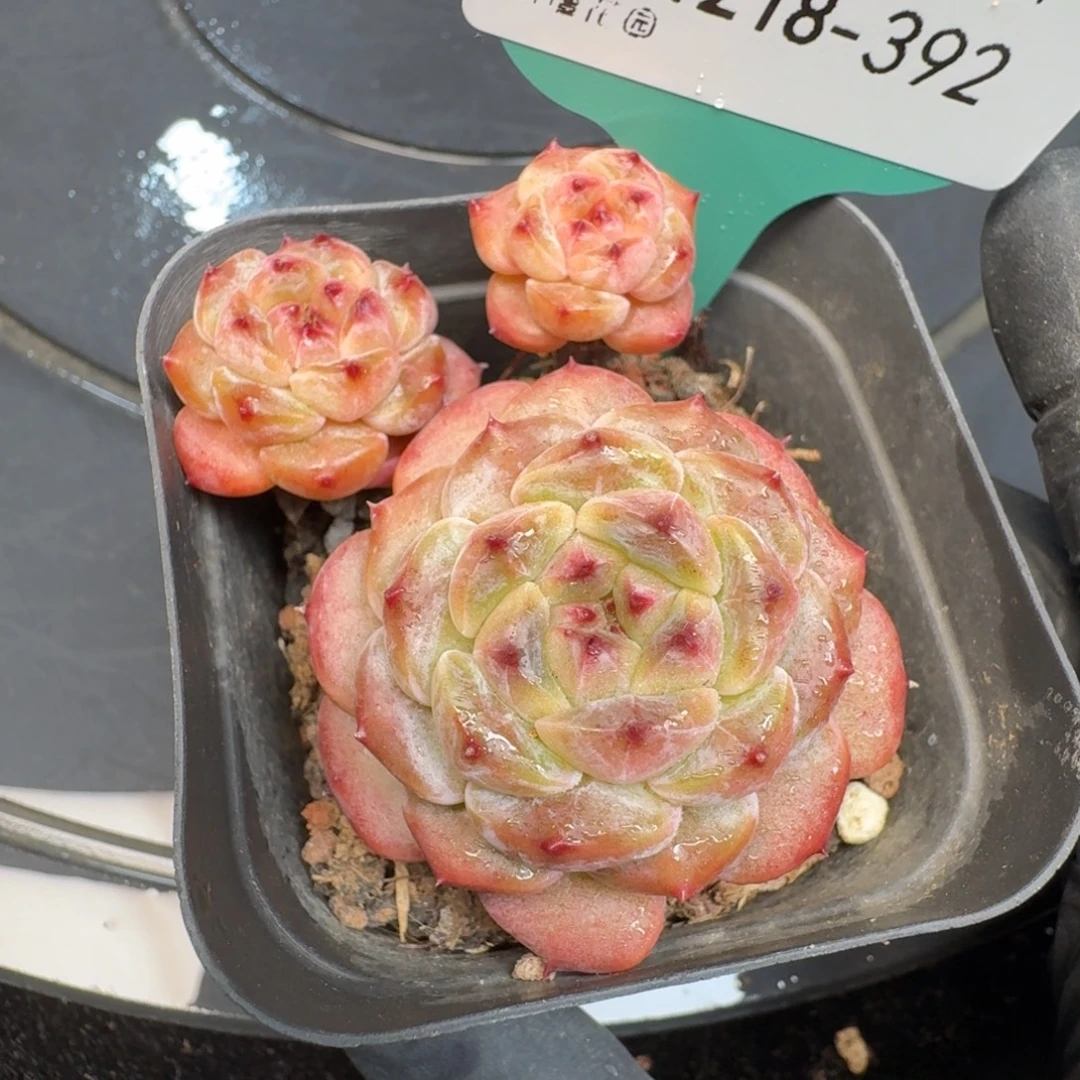 从前慢多肉精选编号1218.392