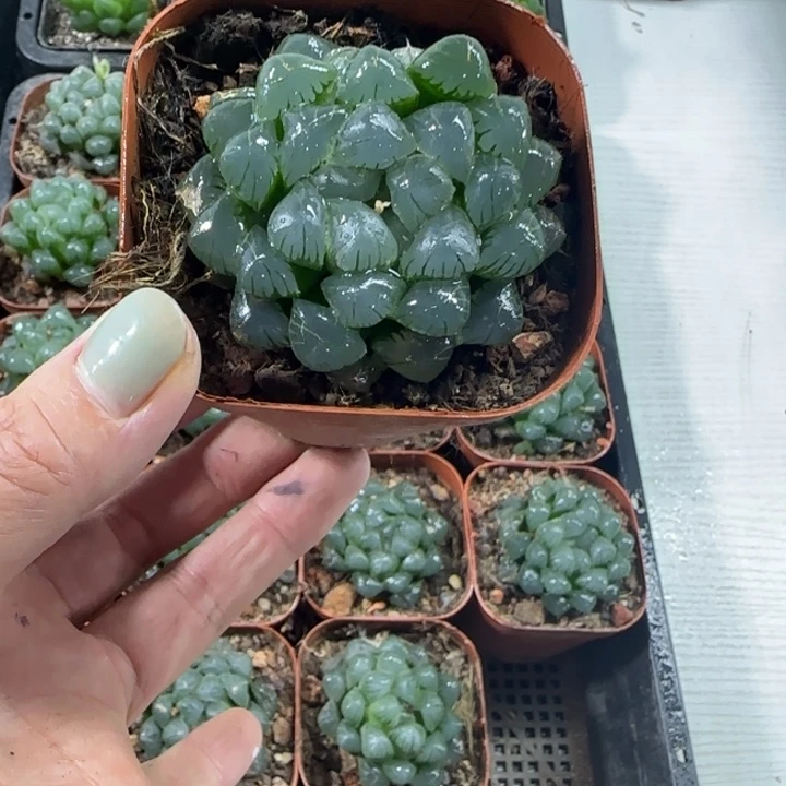 冰灯多肉植物哈哈哈