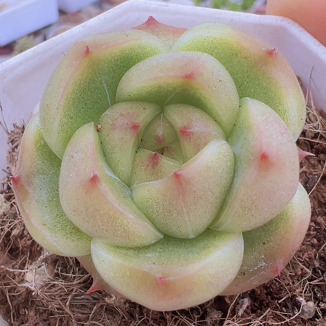 灯泡珍妮19包邮多肉