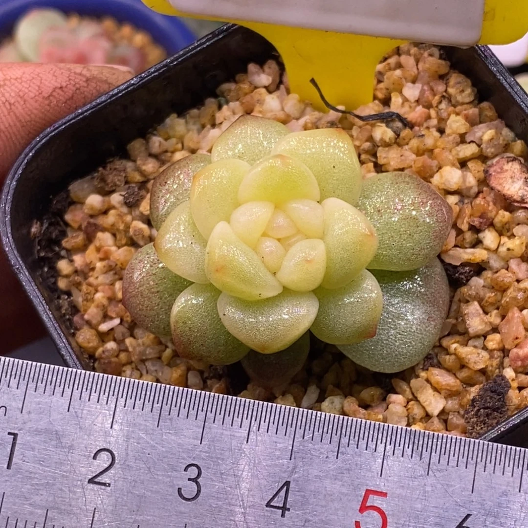 3191冰玉石化黄锦……
