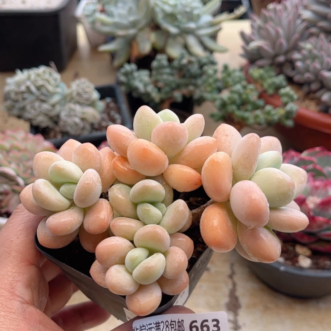 【闪购商品】663香水洛神