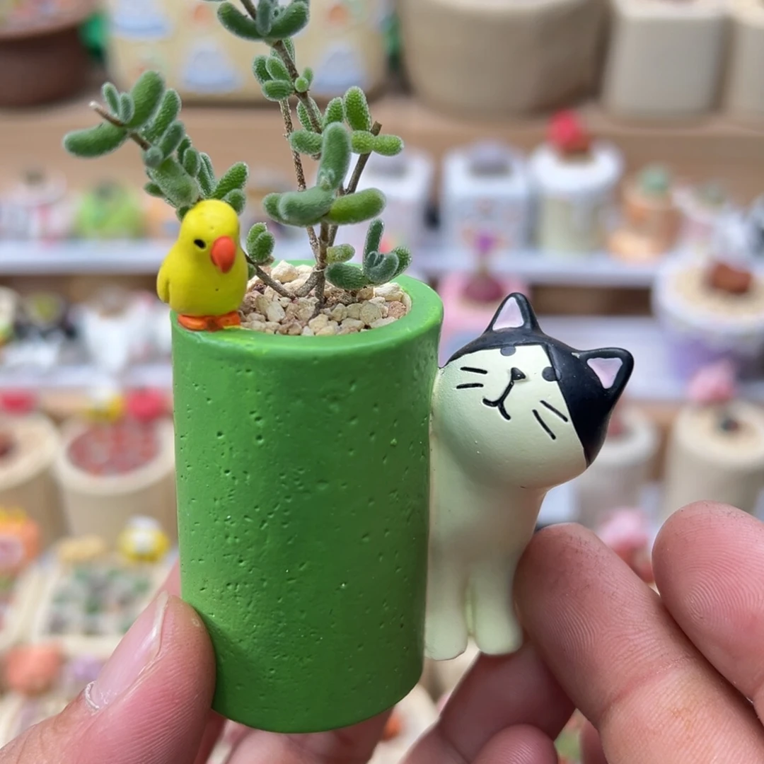 多肉植物实付9.9元包邮109号