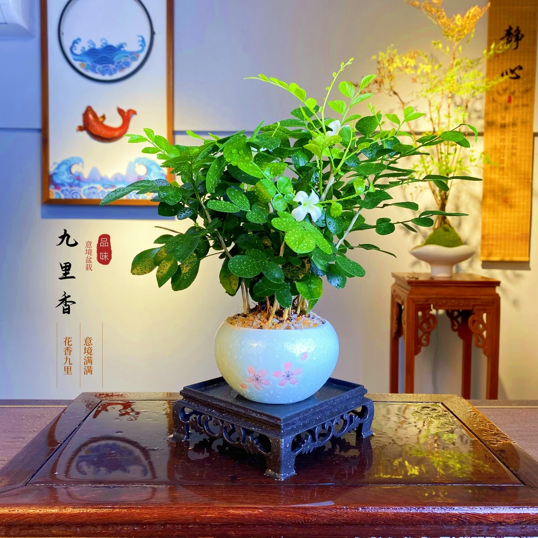 九里香盆栽绿植室内客厅书房办公室茶桌四季好养美观装饰