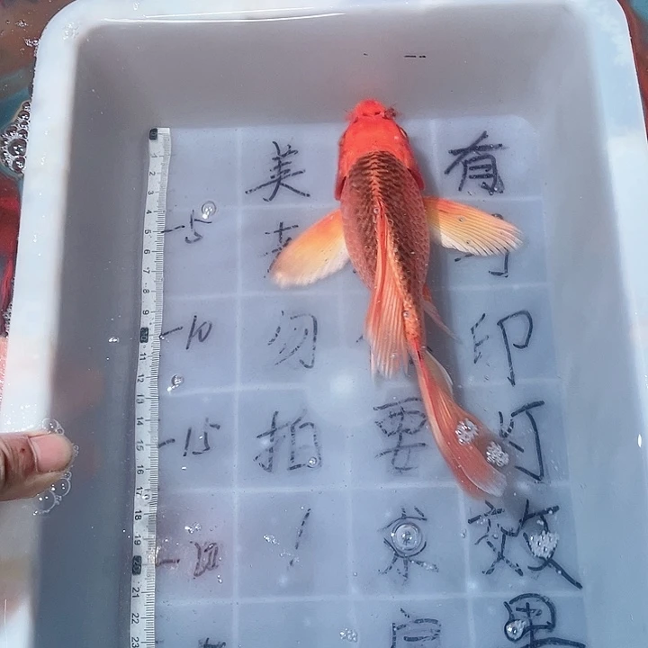 蝴蝶鲤鱼渔场直发57