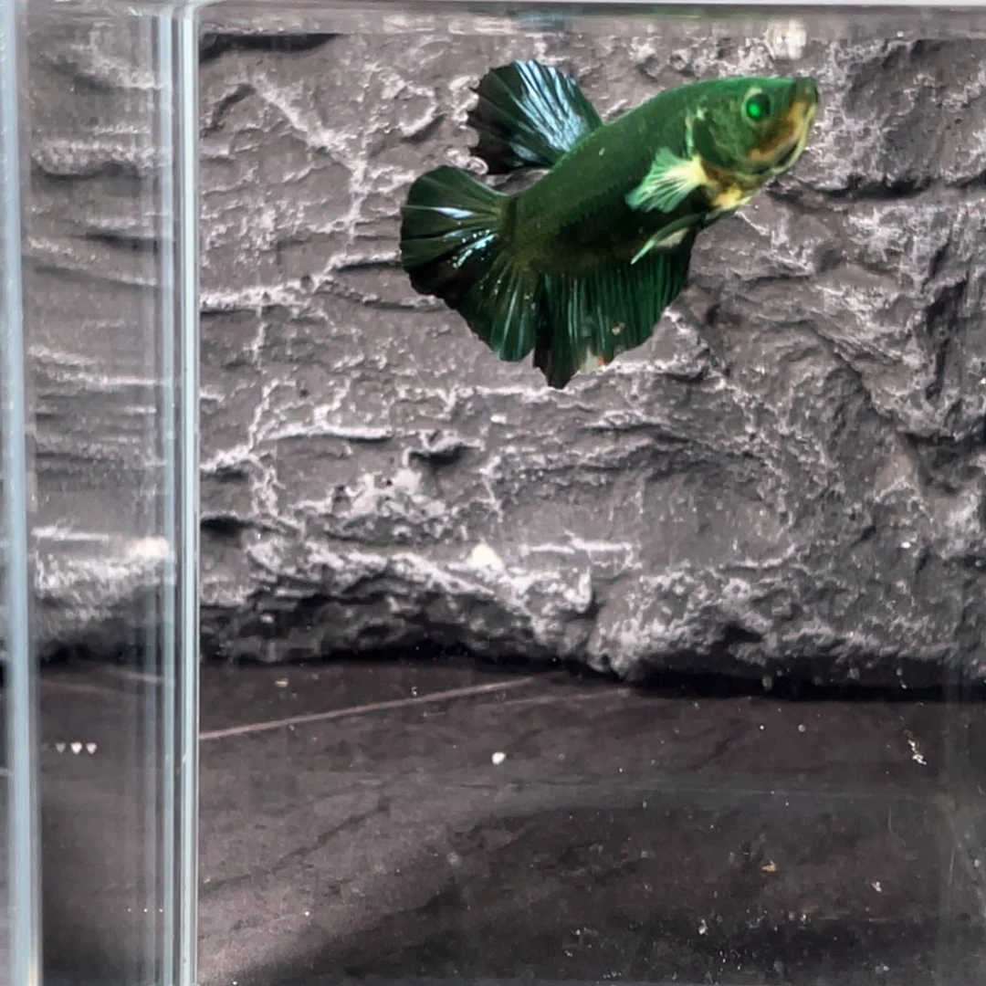 斗鱼绿魔碎星将军公