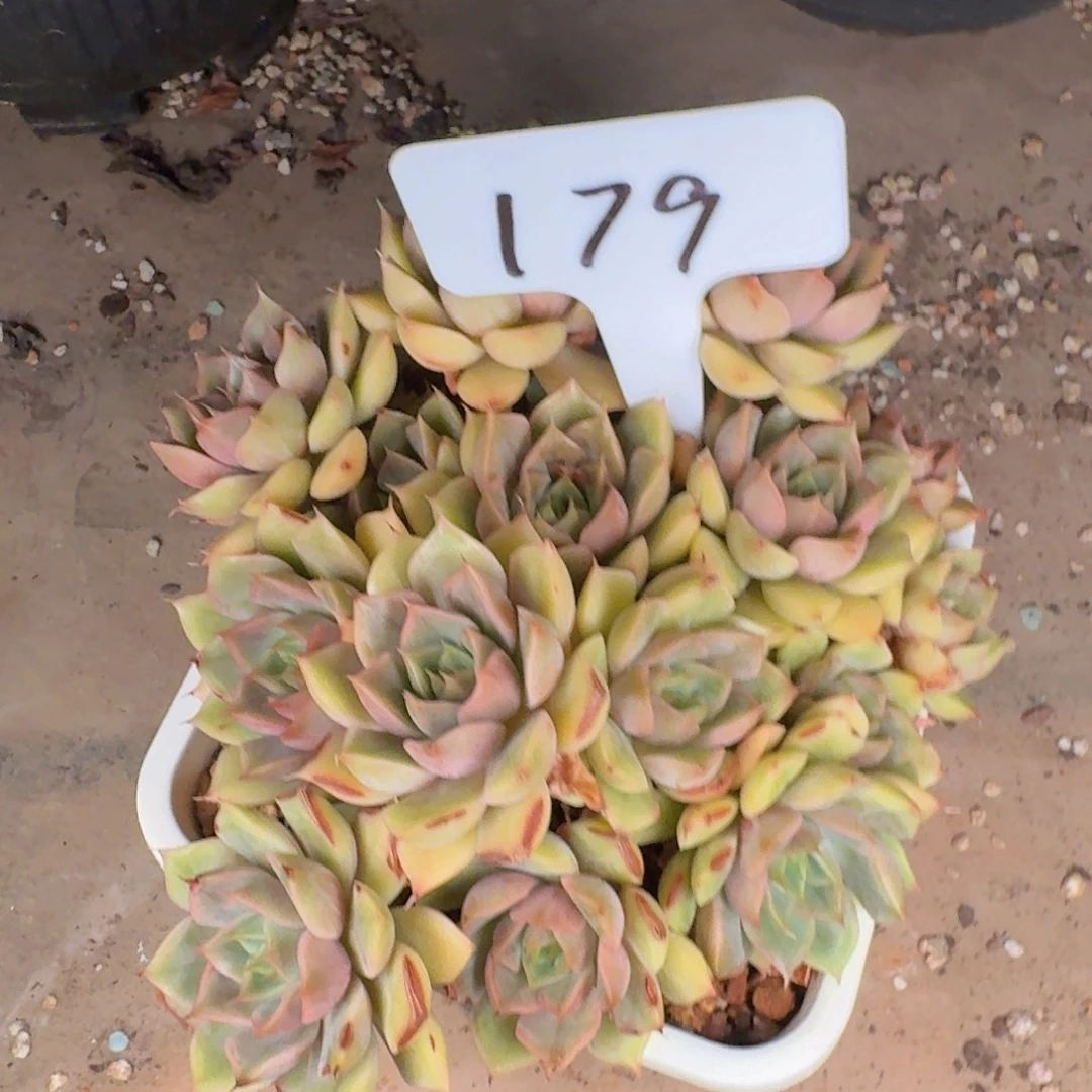 多肉植物和植物的