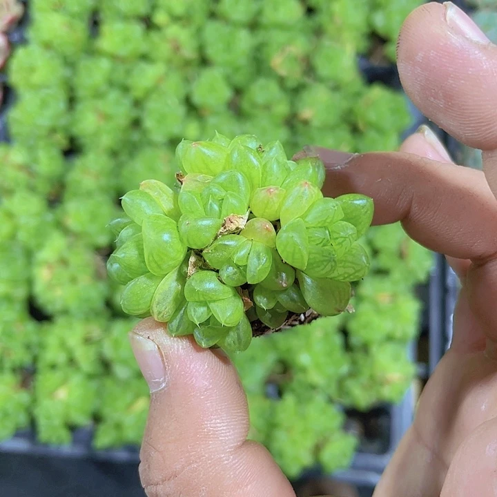 玉露群生精品多肉