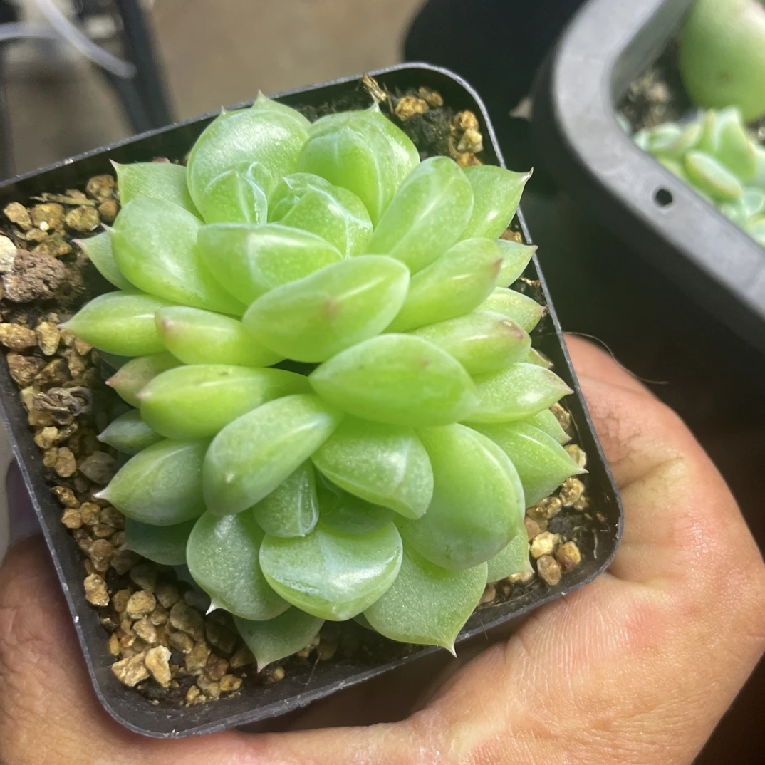 双头财富密码带盆发