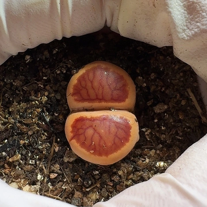 大***娅生石花11111111。   258