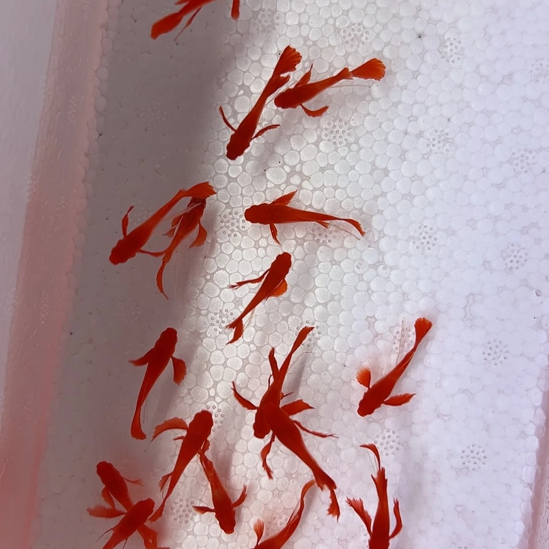 孔雀鱼双分水长公10条