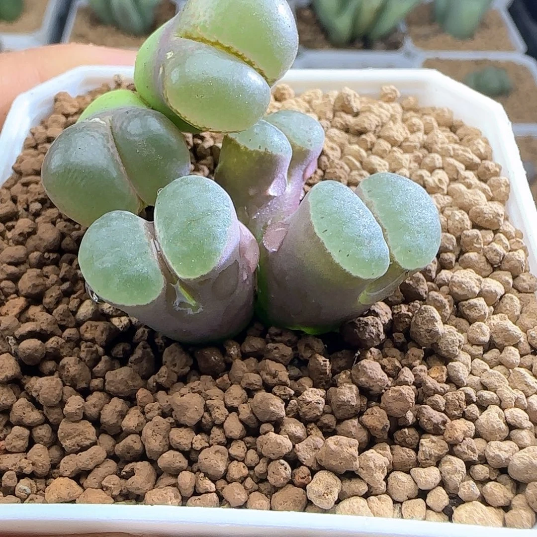 我***微哈哈哈哈哈哈哈哈50165