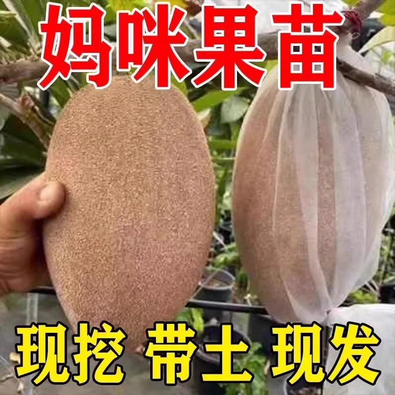 j新品种嫁接马加纳妈咪果树苗南方种植盆栽阳台庭院地栽妈咪果苗