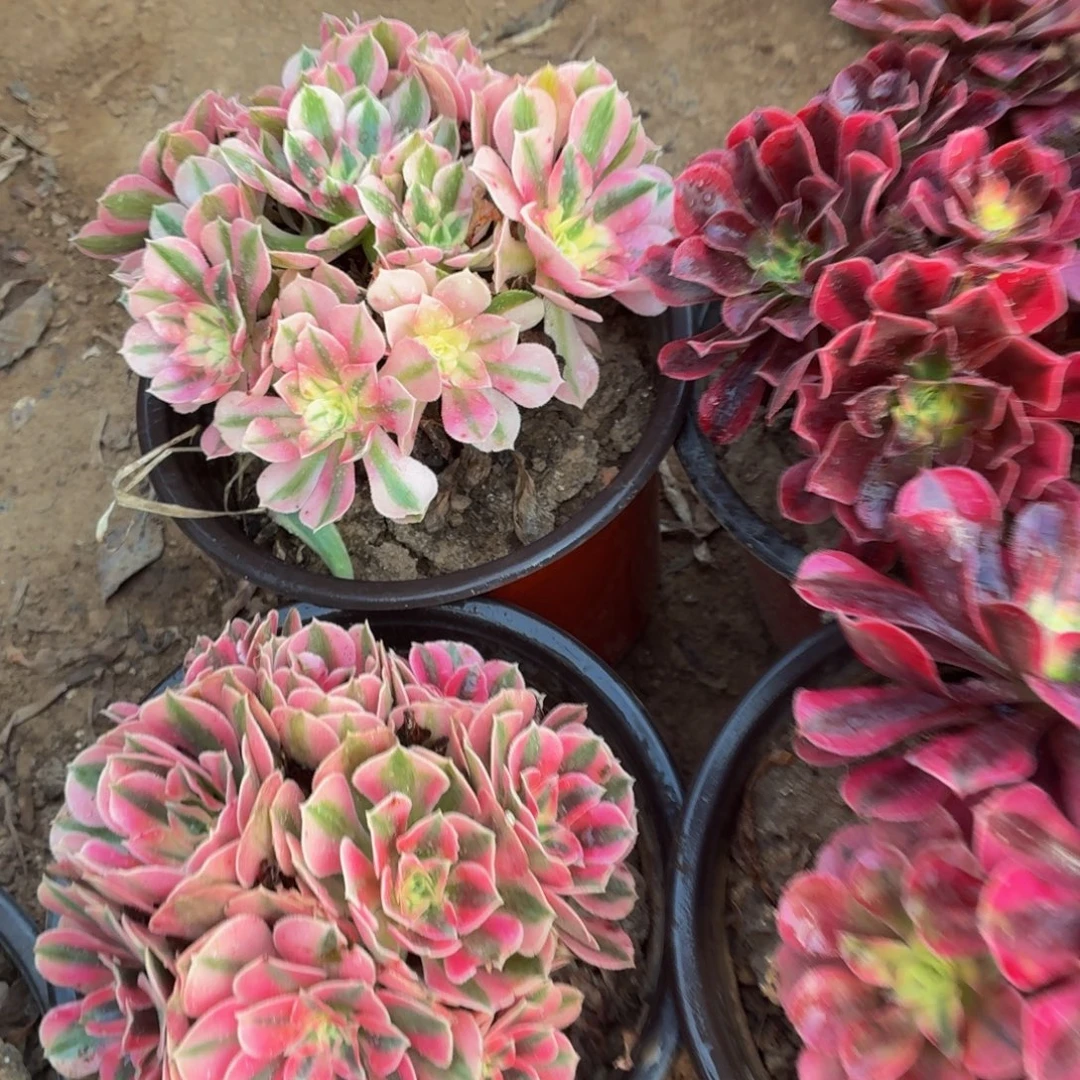 2粉女巫+2美杜莎脱土发货