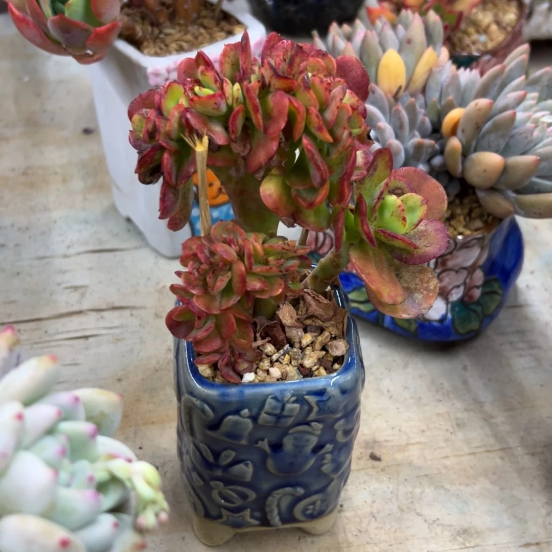 红梅缀18 零零多肉植物