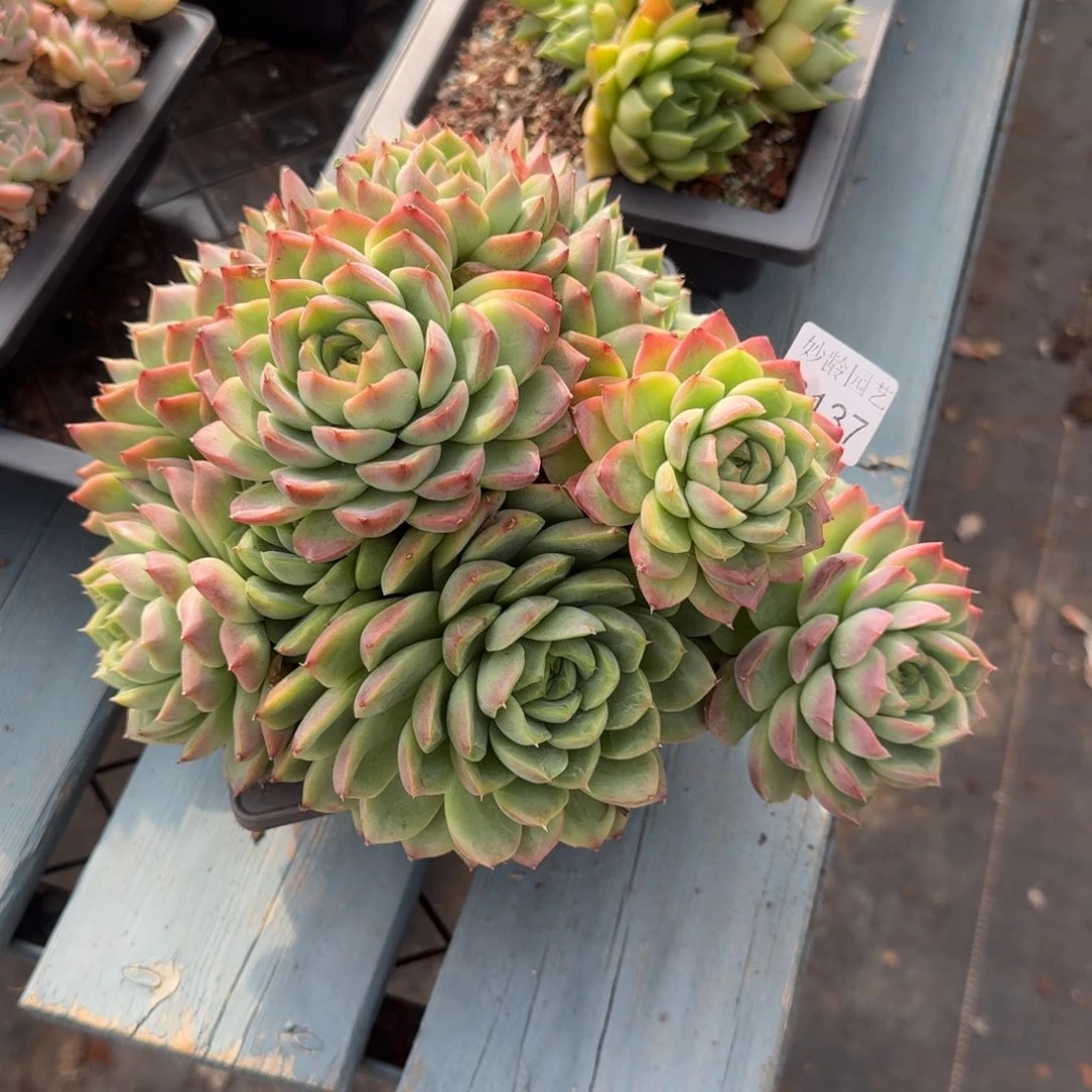 T***.8137杂交多肉植物基地