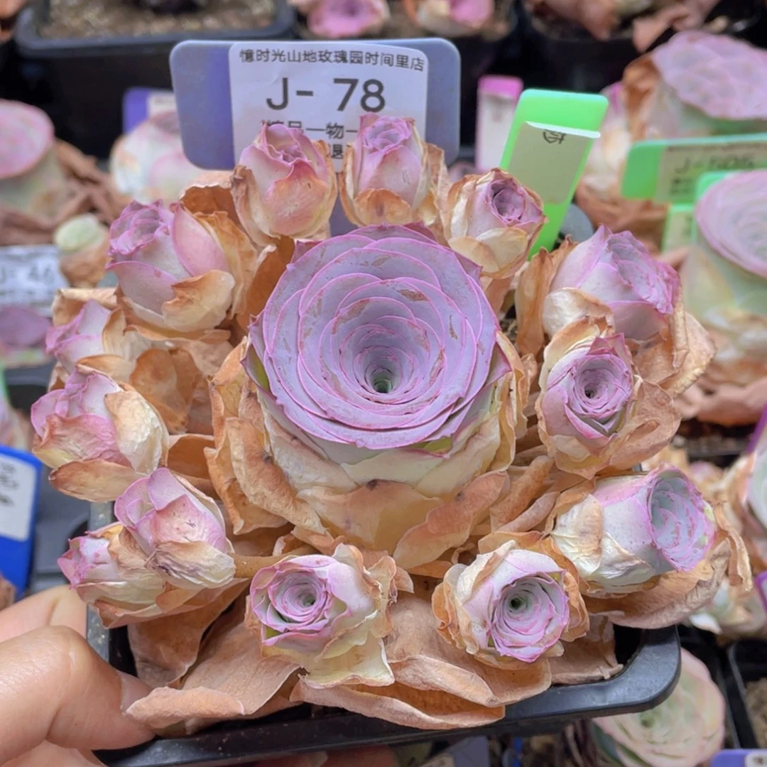 z****7山地玫瑰曼莎J78