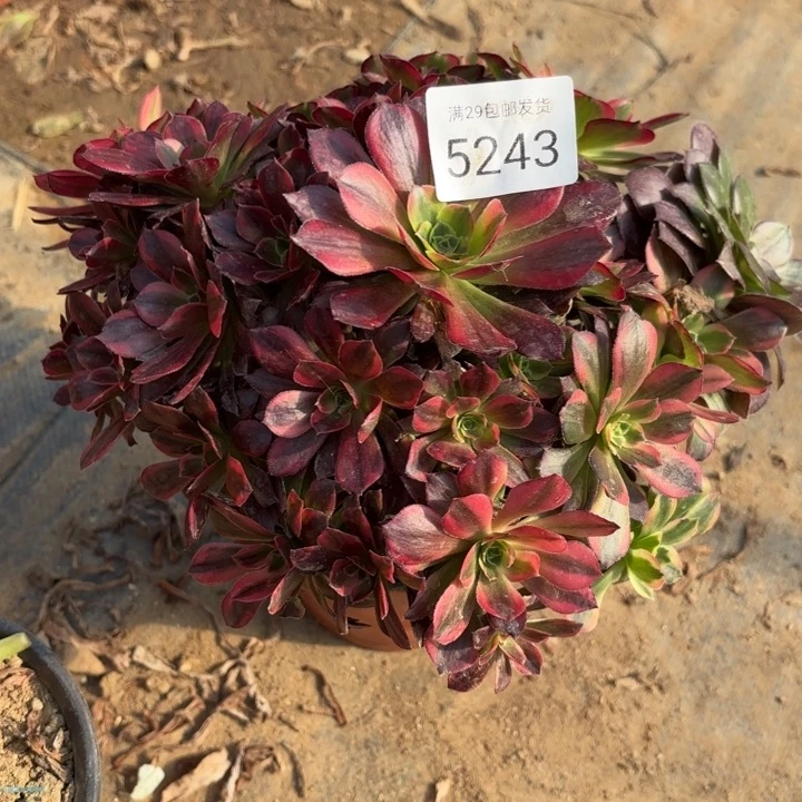 安娜锦多肉法师5243