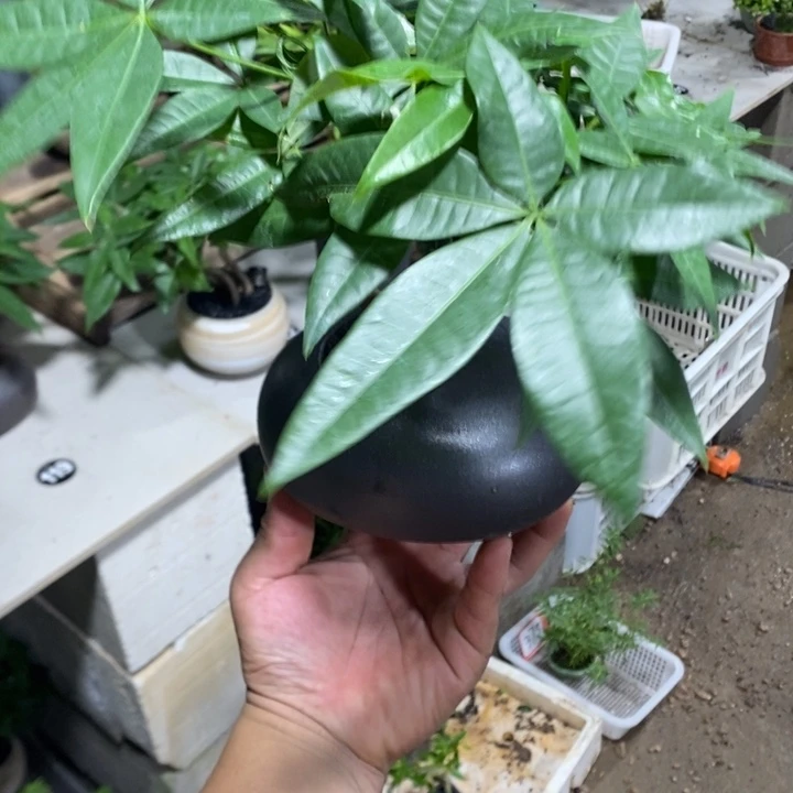 小***.完全开放退款拉黑一物一拍376