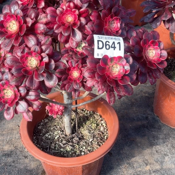 青*香奈儿641多肉11111