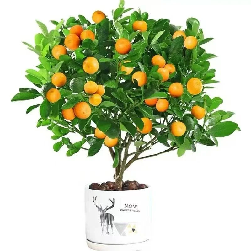 果乐族3代融安脆密金柑金桔盆栽带果室内阳台果树四季金桔树苗