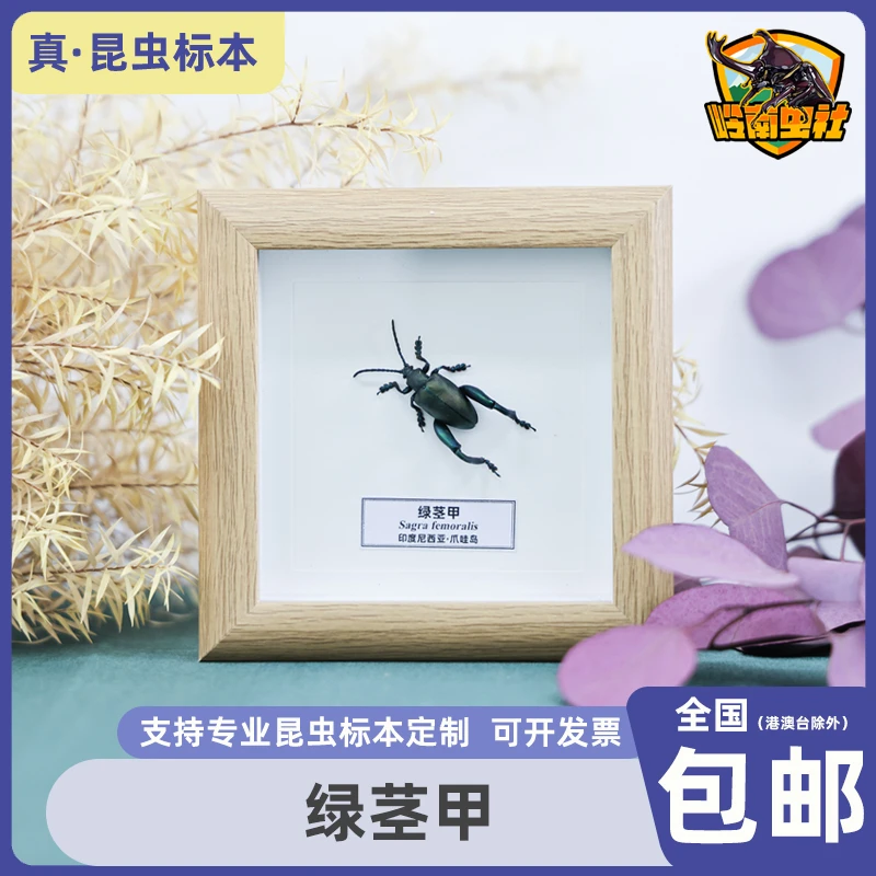 绿茎甲罕见昆虫标本展示框桌面摆件玻璃面板儿童节创意礼物