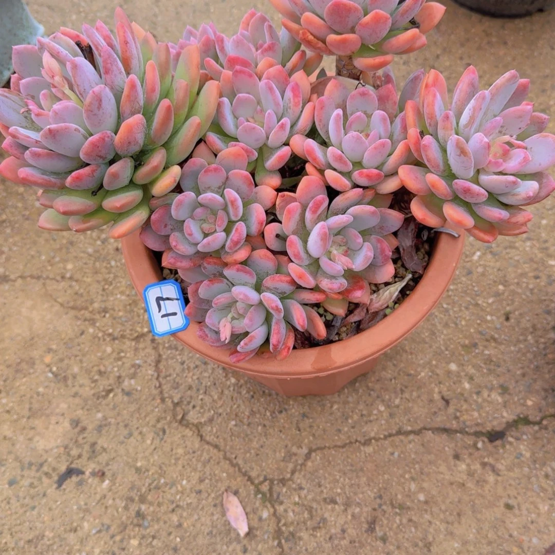 17灰姑娘多肉植物和植物