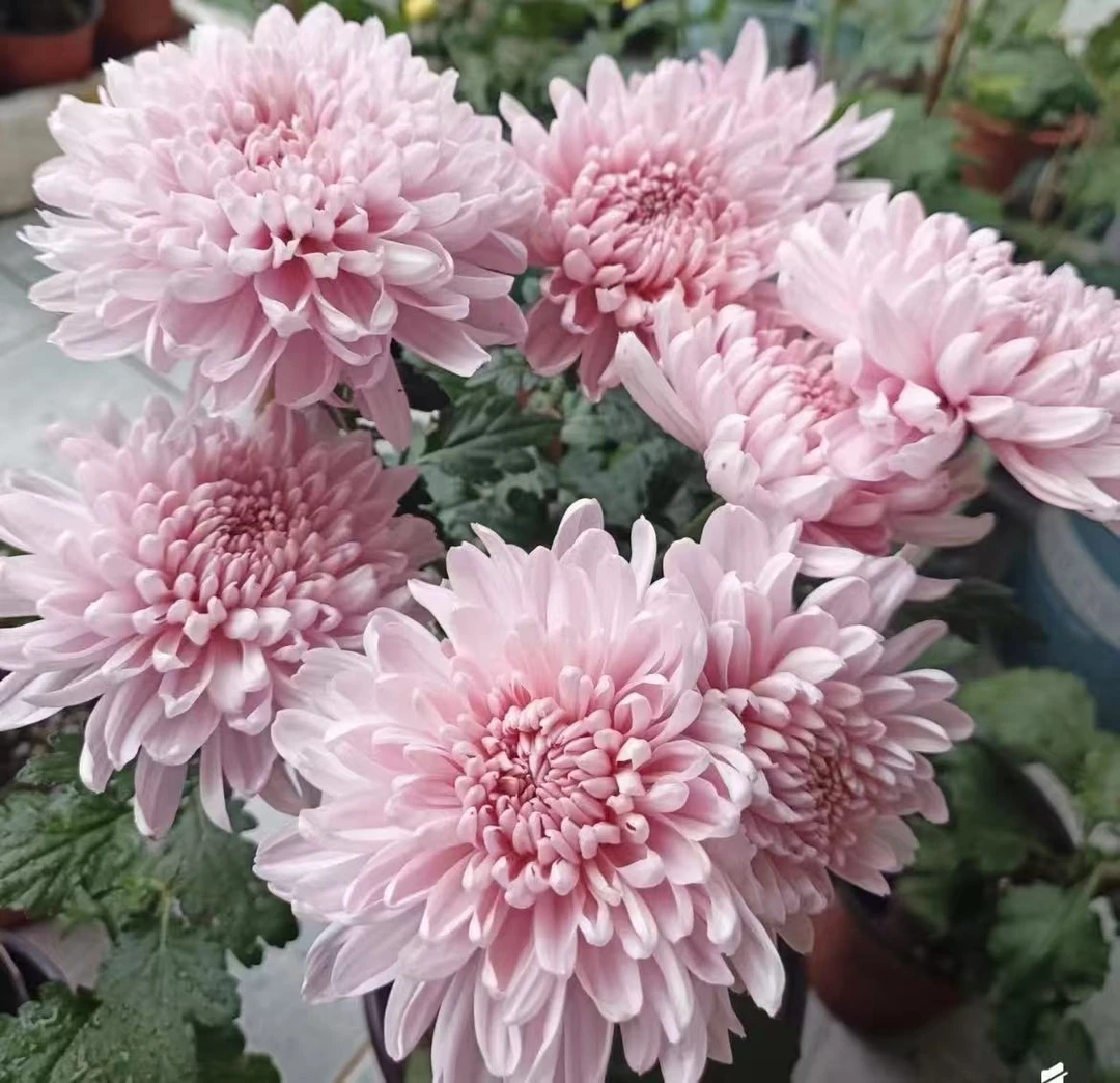 木涧花坊 奢香夫人雏菊带花带苞 盆栽花耐寒耐热花期长多季节开花