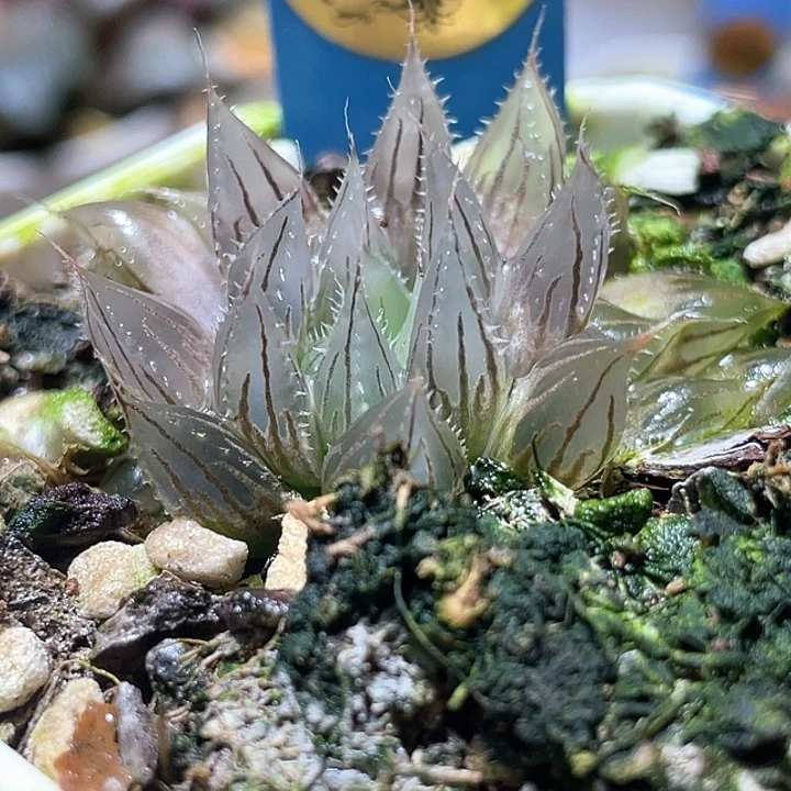 680村雨针管特选福利