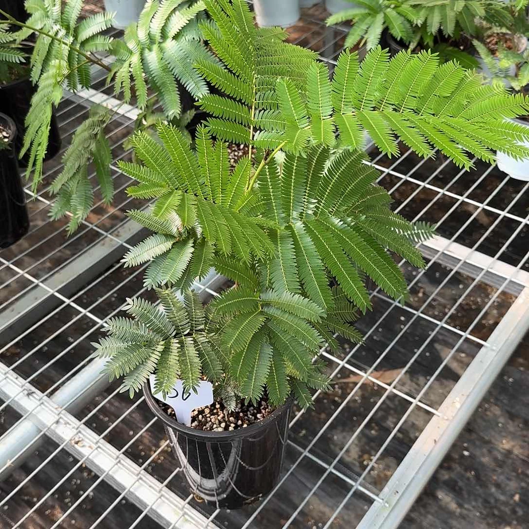 无花朵?****木猴子福利D6