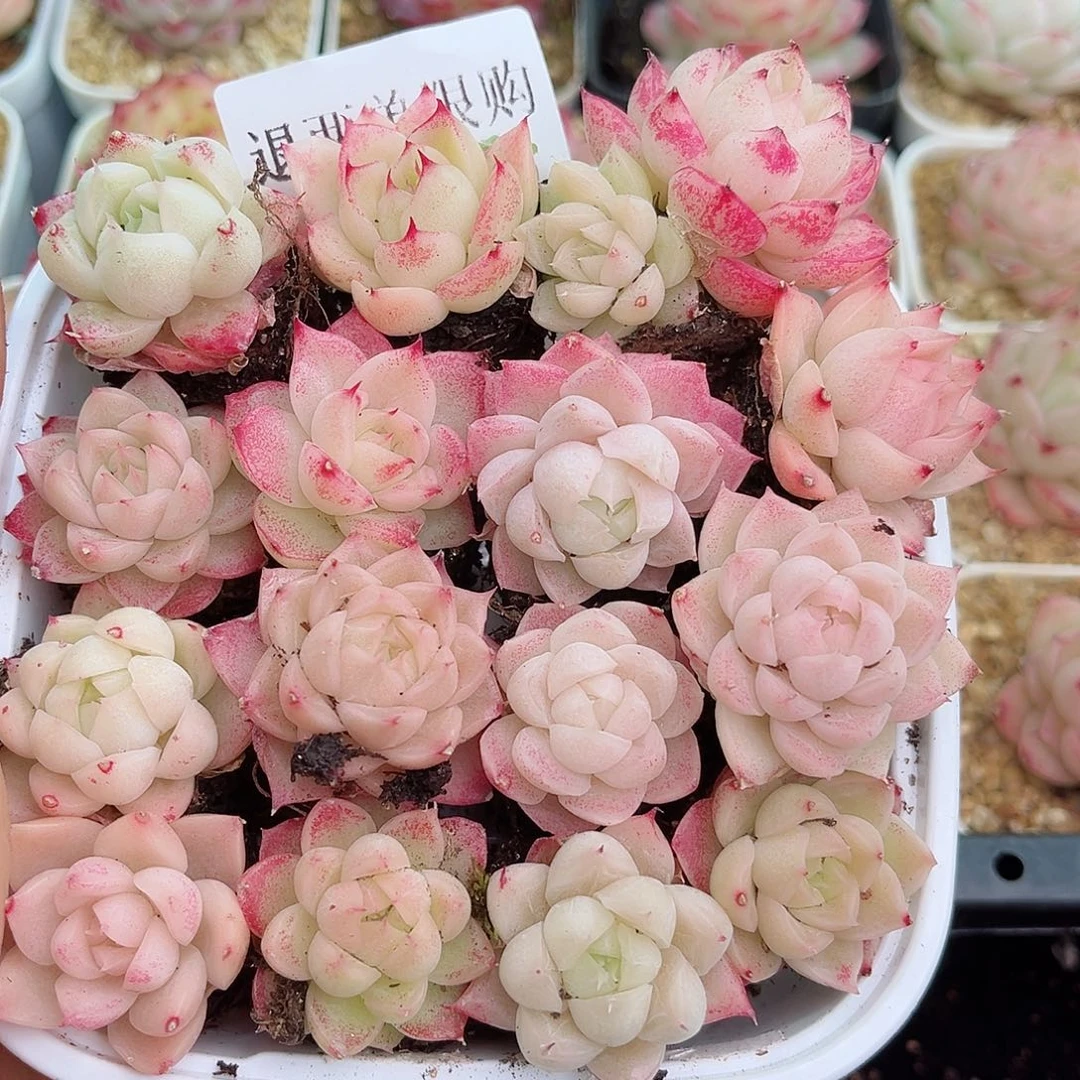 1-231 新疆西藏内蒙不发2-3公分12.8包邮多肉