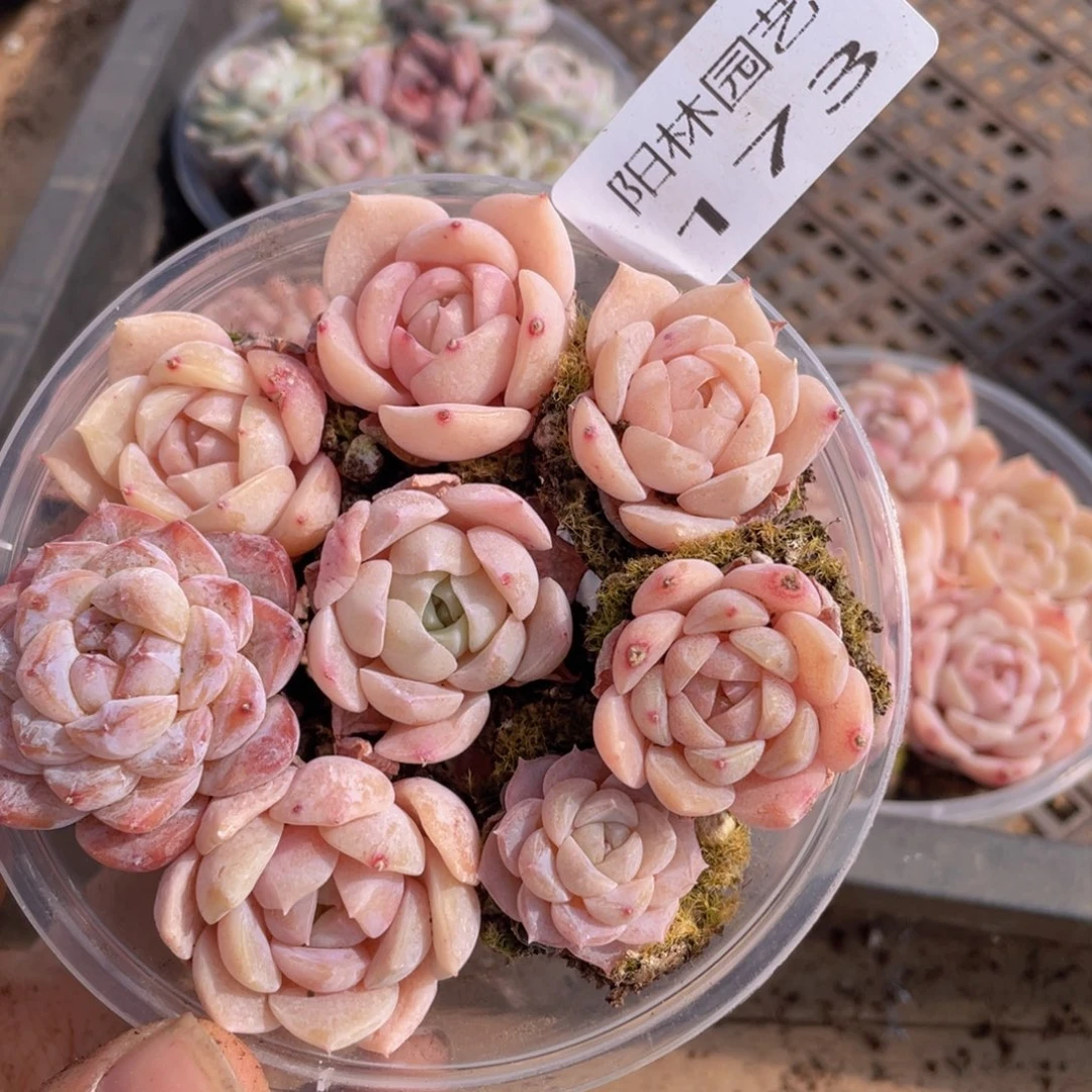 多肉植物多肉植物173