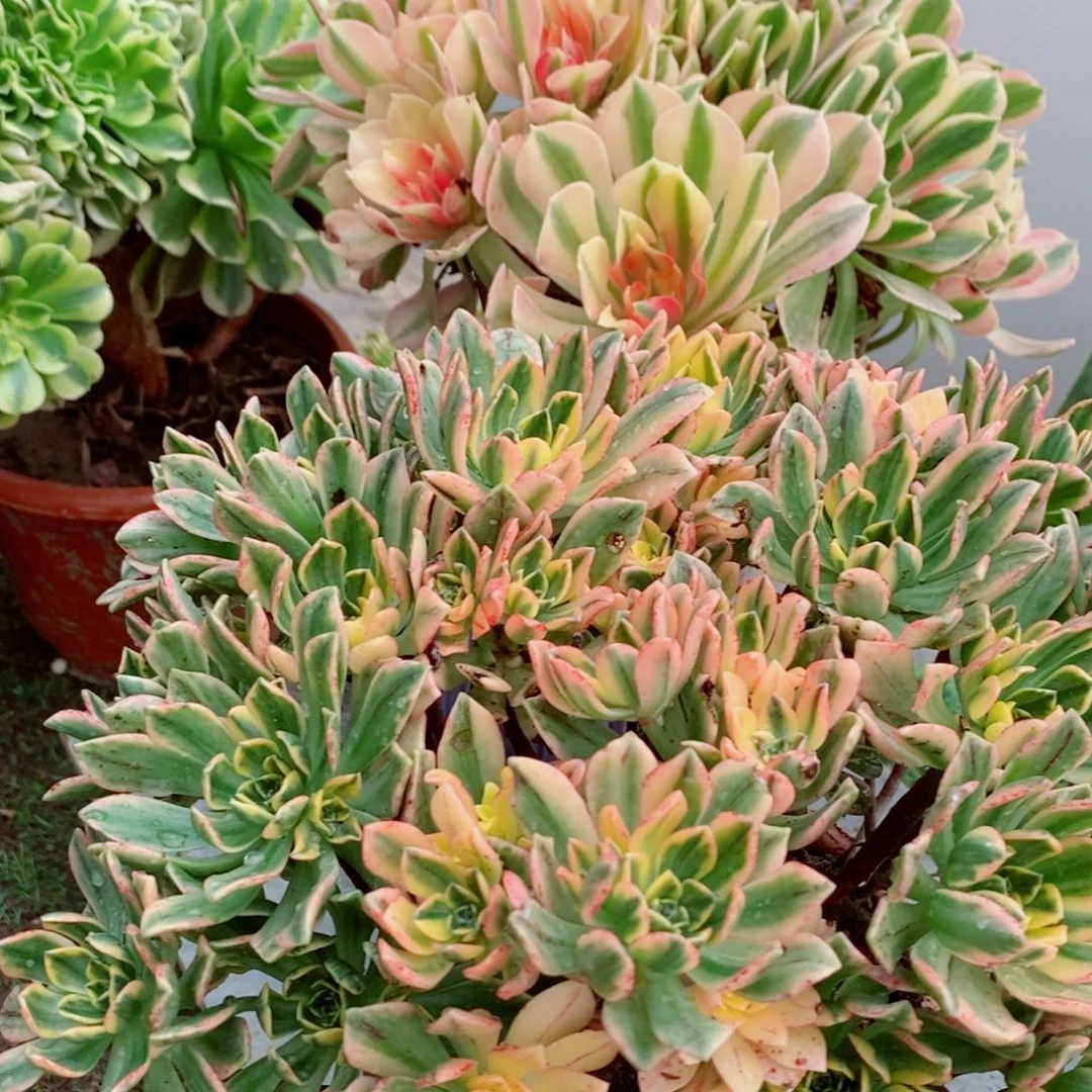 d***n完全开放烟雨组合多肉1颗多肉