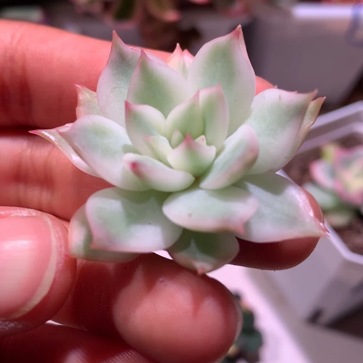 王***秀宝莲灯锦锦白腹轮锦锦