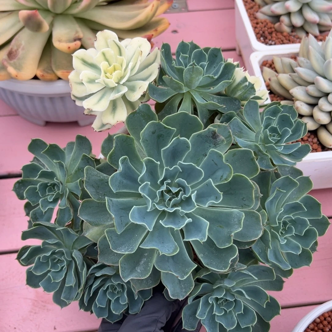 无砍海啸锦，手捧群