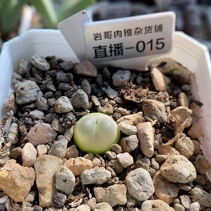 4年拉登1.5厘米左右
