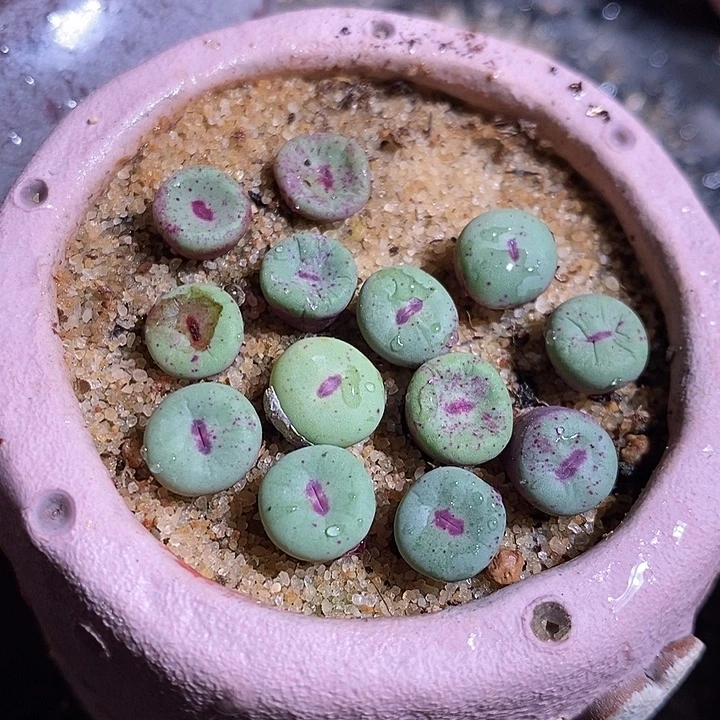 ts427红嘴一颗。