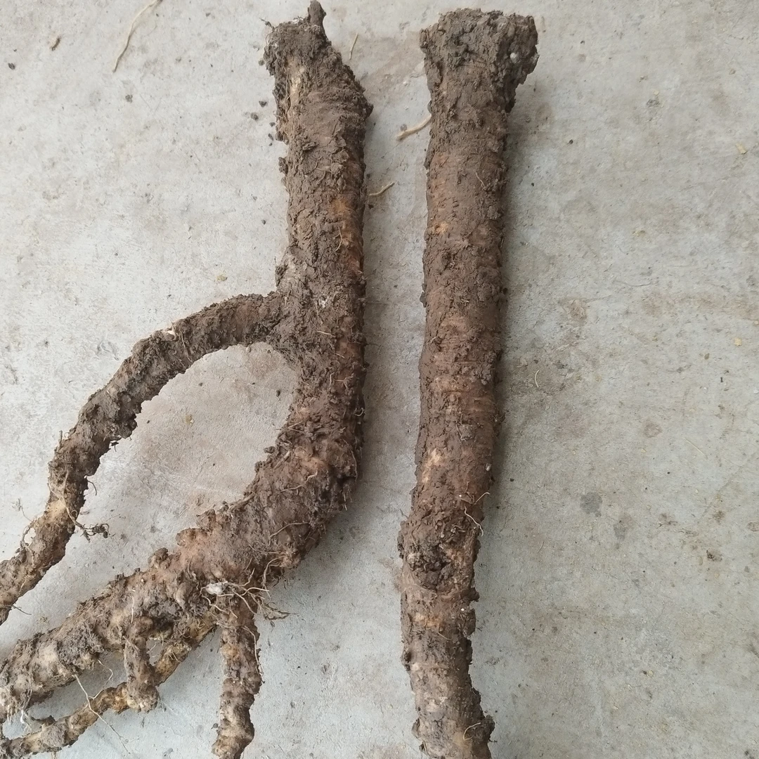 野党参大条煲汤泡水