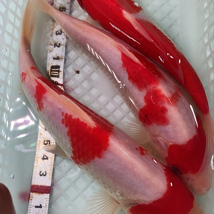 锦鲤冷水锦鲤包邮