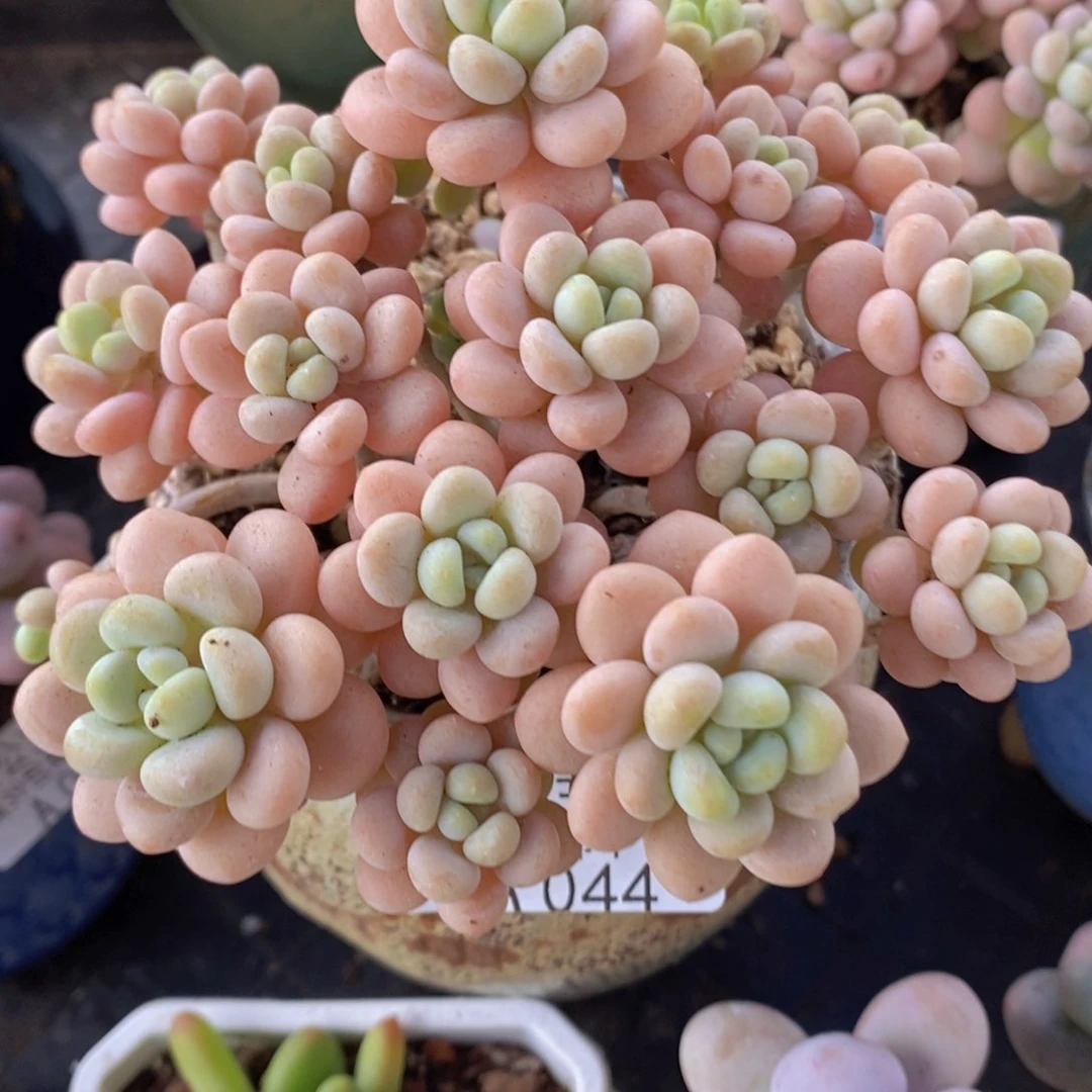 洛可可11cm044多肉植物