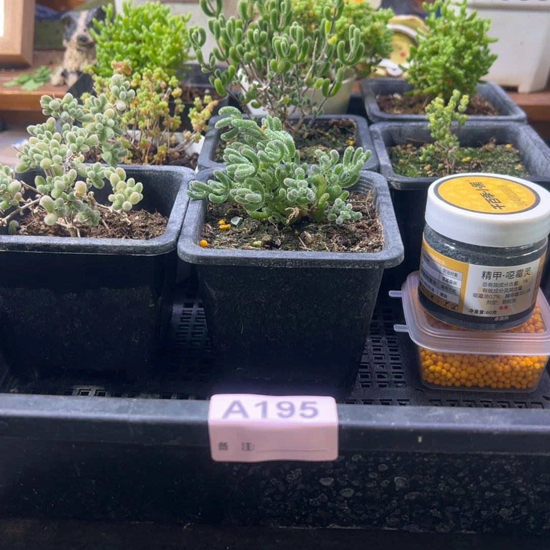 枝干番杏多肉植物195安