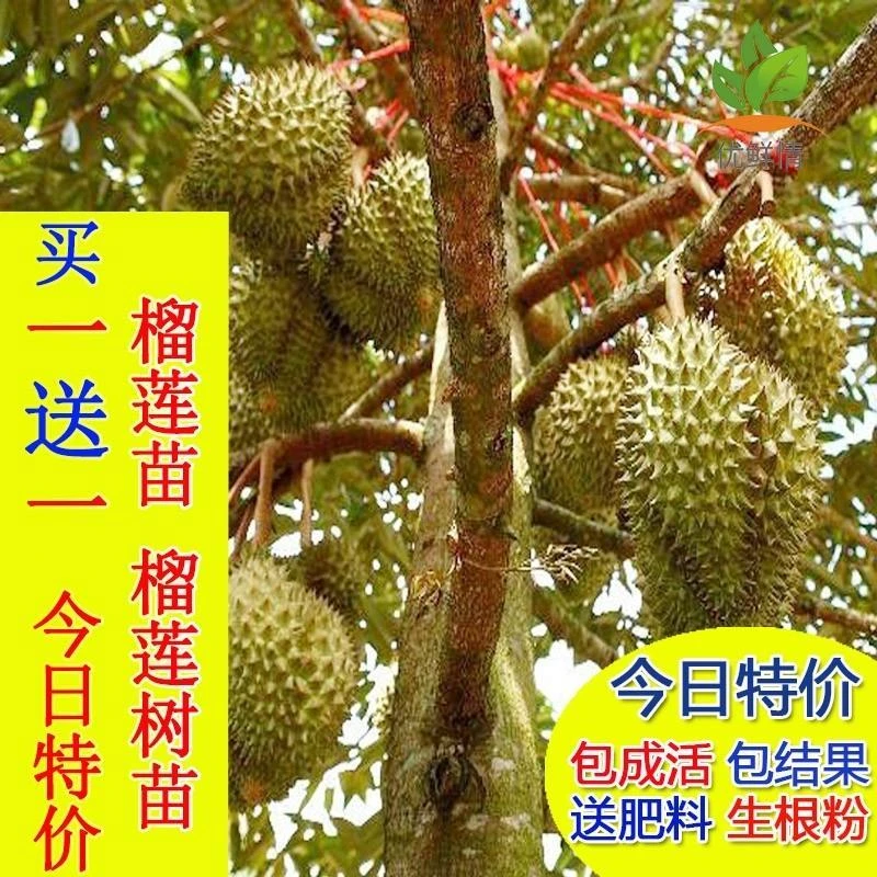 泰国金枕榴莲果苗猫山王果树苗南方北方种植四季盆栽地栽当年结果